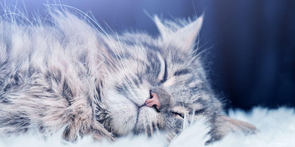 Myter och fakta om farorna med kattpäls som behöver åtgärdas