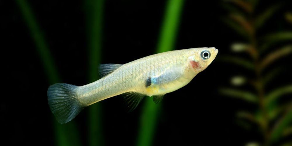 Познайомтеся з рибою, яка поїдає личинок комарів, яку ви можете тримати
