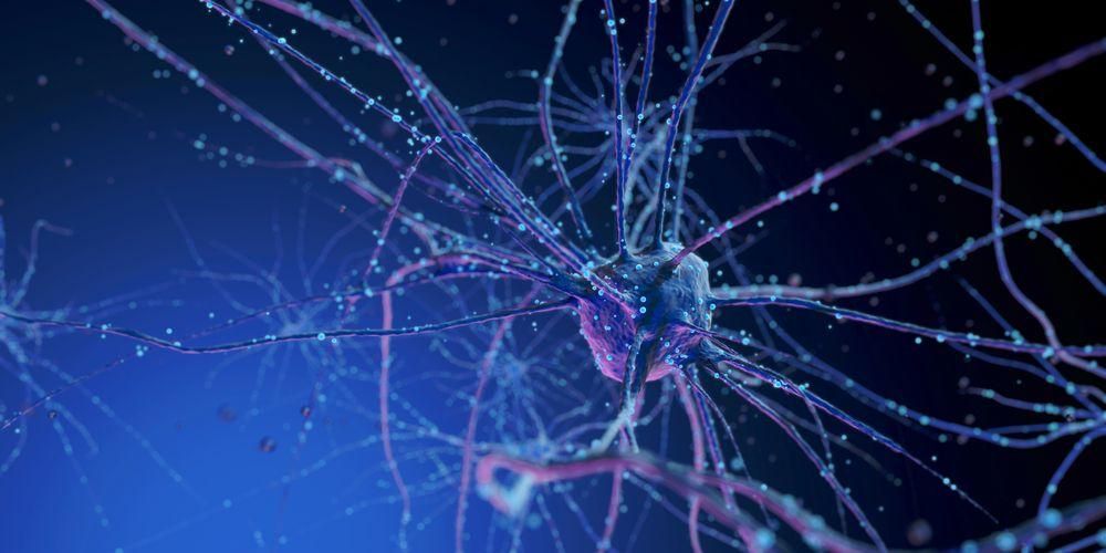 Alles, was Sie über das menschliche Nervensystem wissen müssen