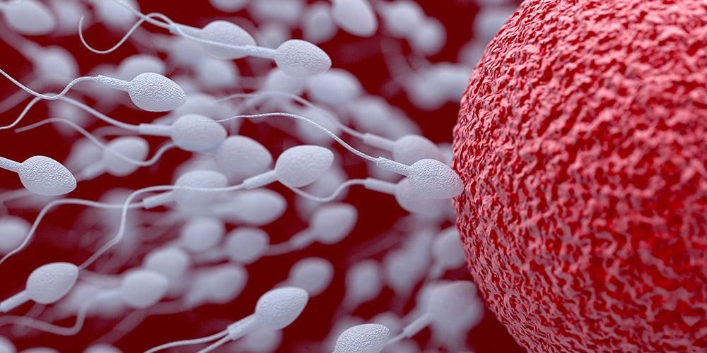 Hogyan lehet természetes módon és egyszerűen szaporítani a spermiumot