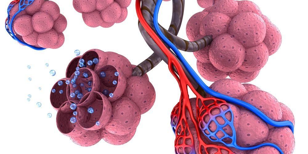 Funcții alveolei care au multe beneficii pentru plămâni