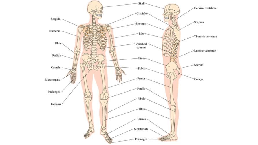 Od stóp do głów, to jest anatomiczna struktura ludzkich kości