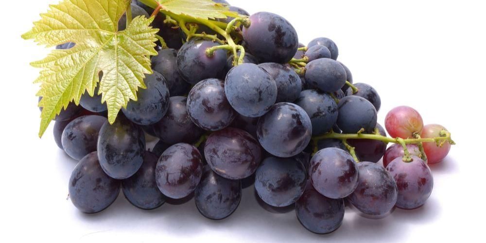9 voordelen van zwarte druiven die goed zijn voor uw gezondheid