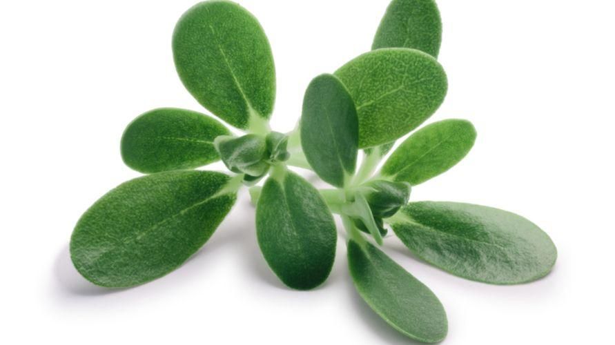 10 prednosti biljaka purulaka za zdravlje