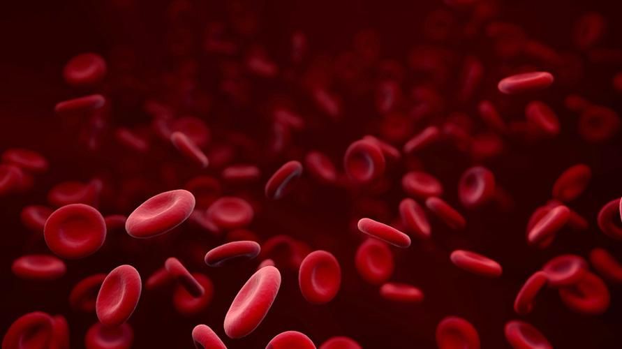 Знайомство з червоними кров’яними клітинами (еритроцитами) та їх функціями в організмі