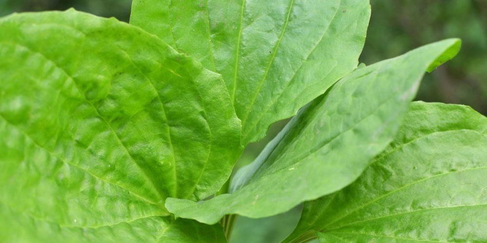 Переваги листя ложки для здоров’я та побічні ефекти