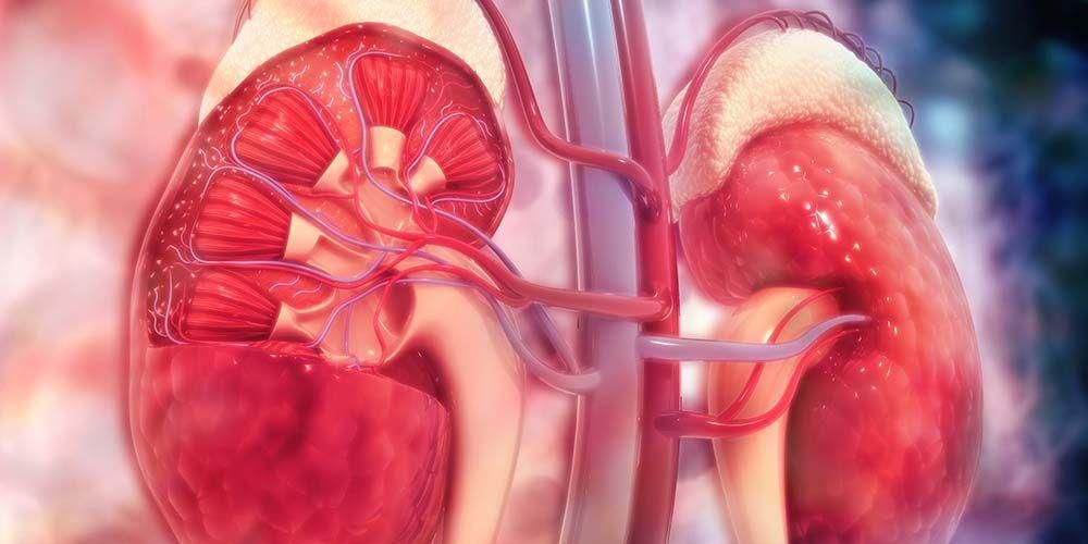 Ken de anatomie van de nier en zijn functie in het lichaam