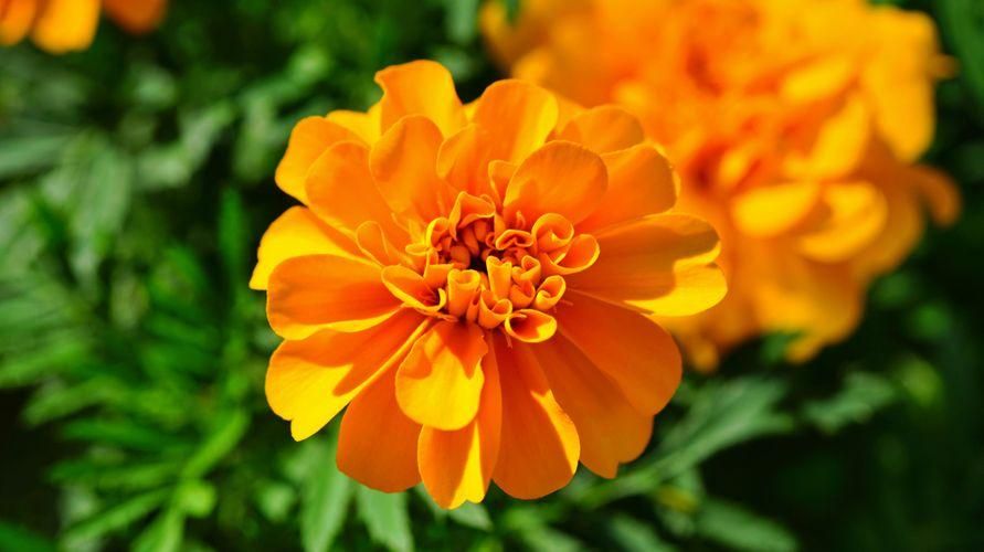 Fördelar med Marigold Flowers aka Chicken Poop Flowers för hälsan